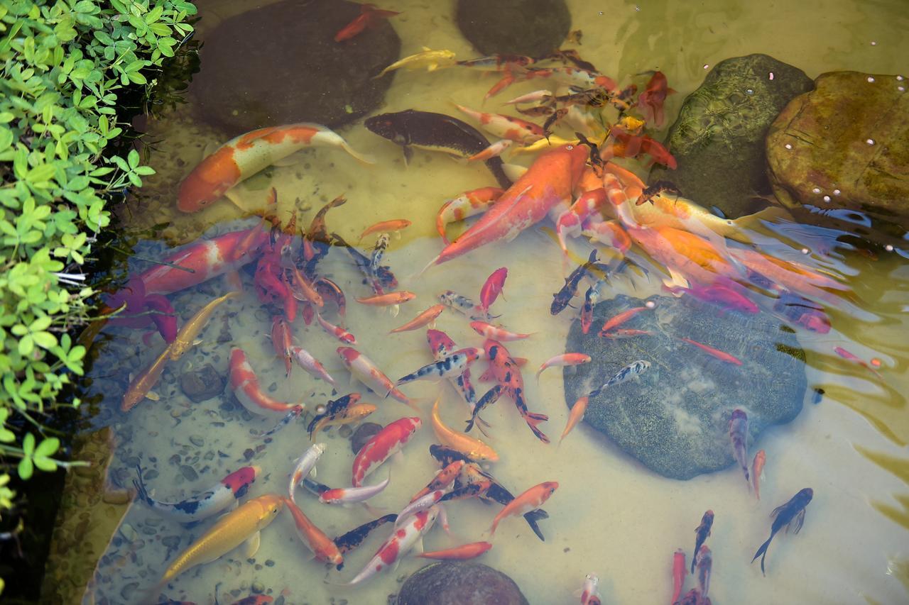 Recanto Das Carpas 伊利亚贝拉 外观 照片